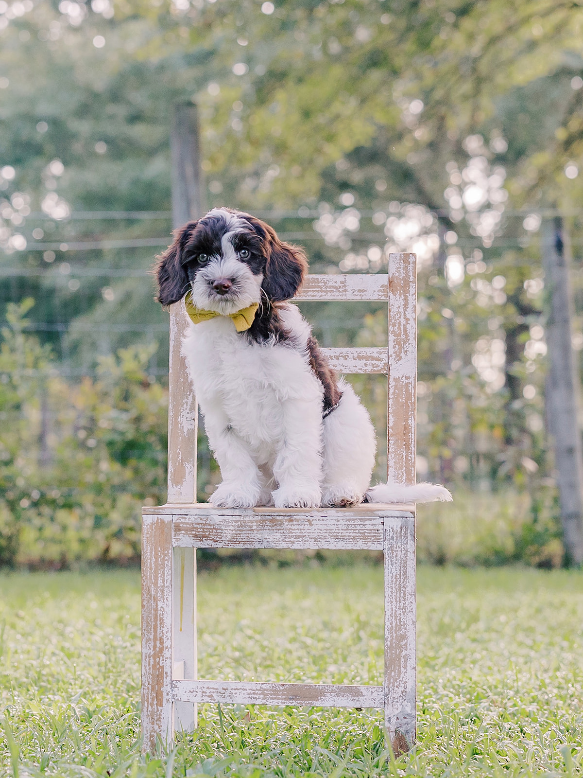 Highland-Male-$3000-Ready Now!