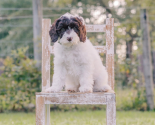 Hereford-Male-$3000-Ready Now!