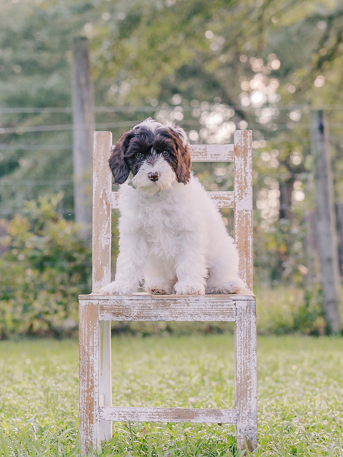 Hereford-Male-$3000-Ready Now!