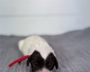 Hereford-Male-$3000