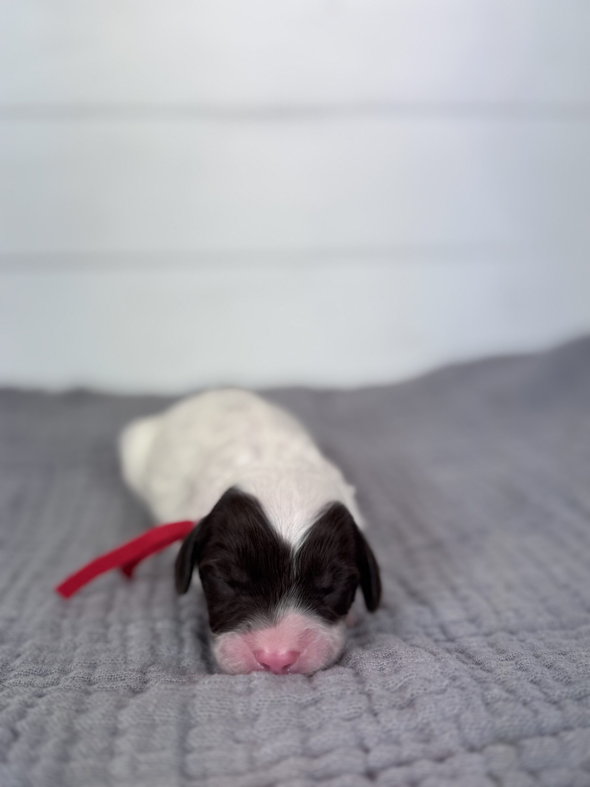 Hereford-Male-$3000