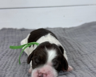 Highland-Male-$3000