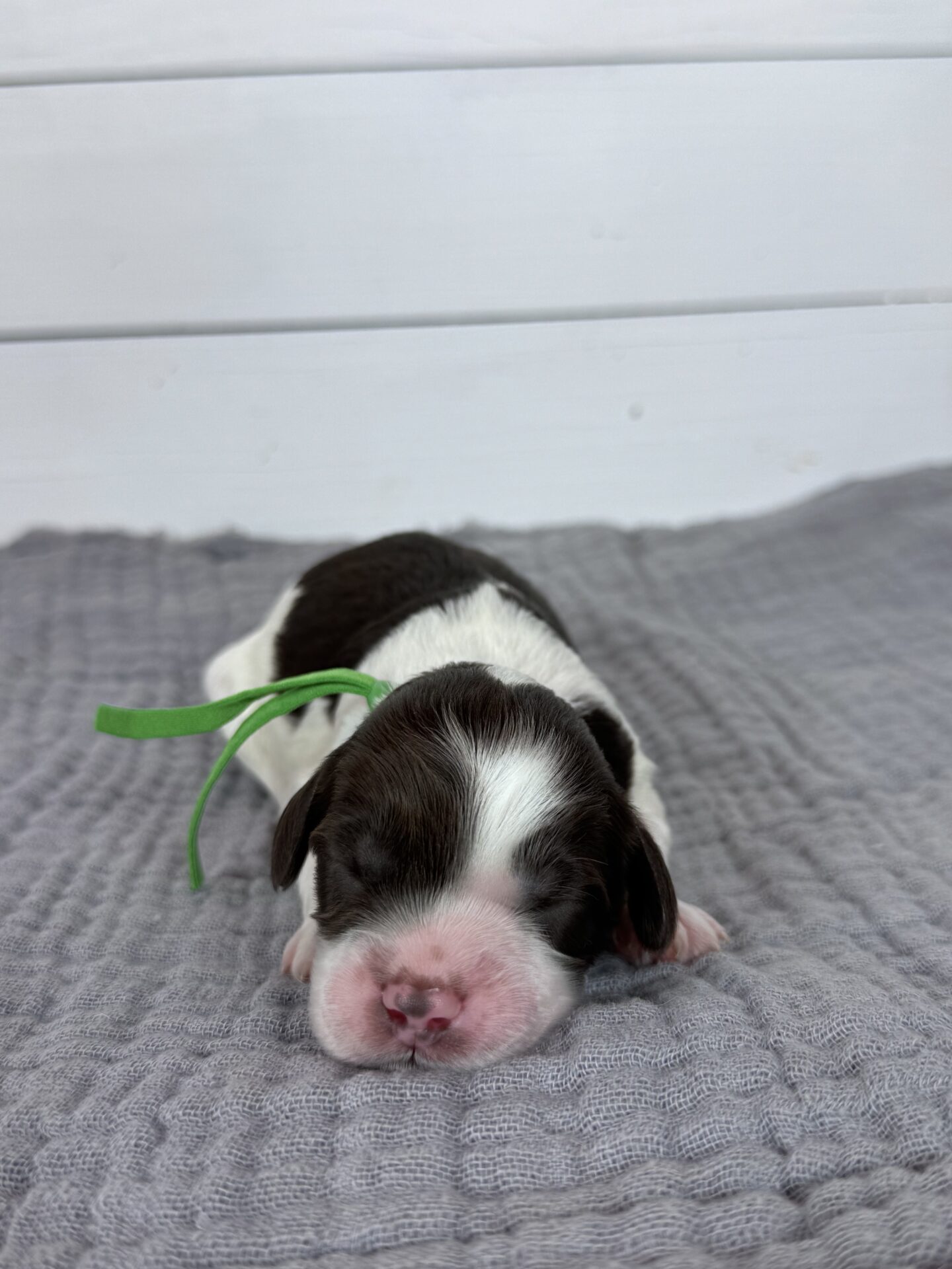 Highland-Male-$3000