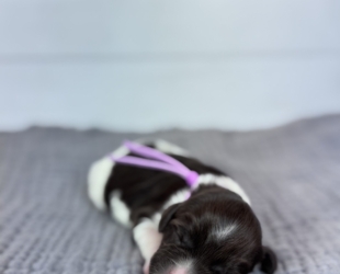 Jersey-Female-$3000
