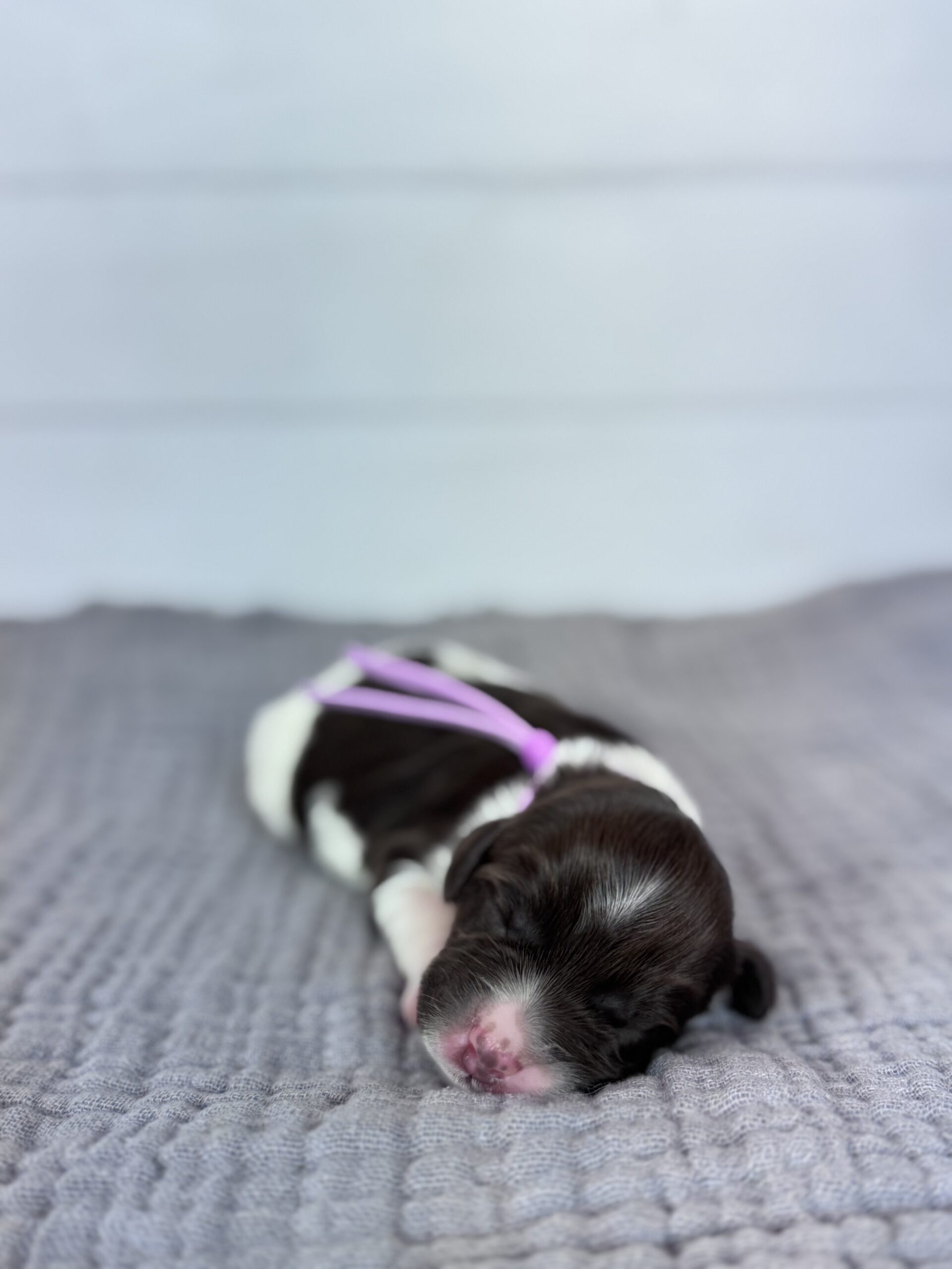 Jersey-Female-$3000