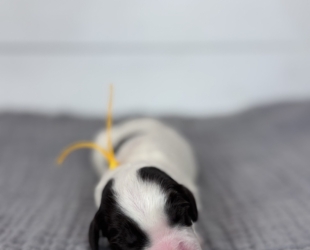 Galloway-Female-$3000