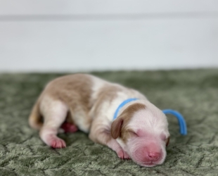French Fry-Male-$3000