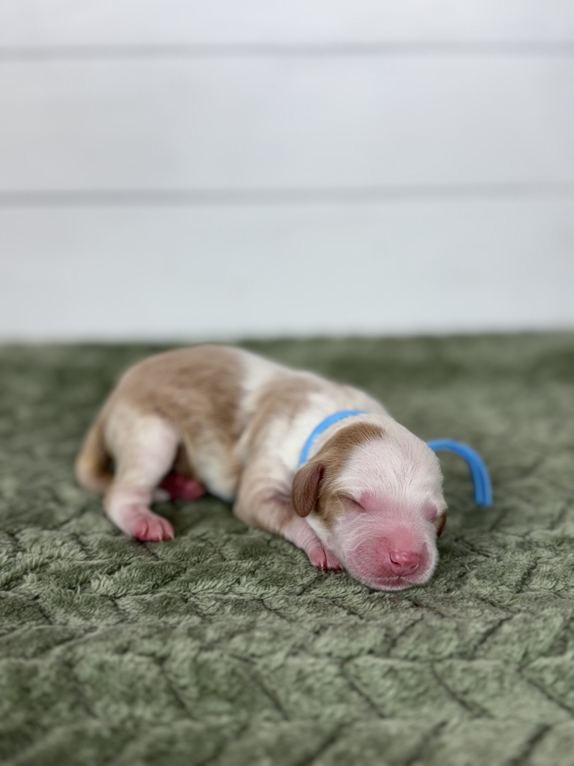 French Fry-Male-$3000