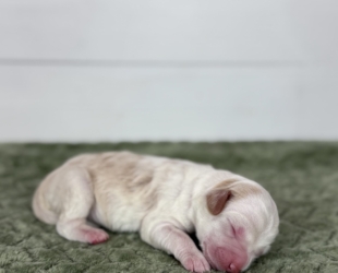 Yam-Female-$3000