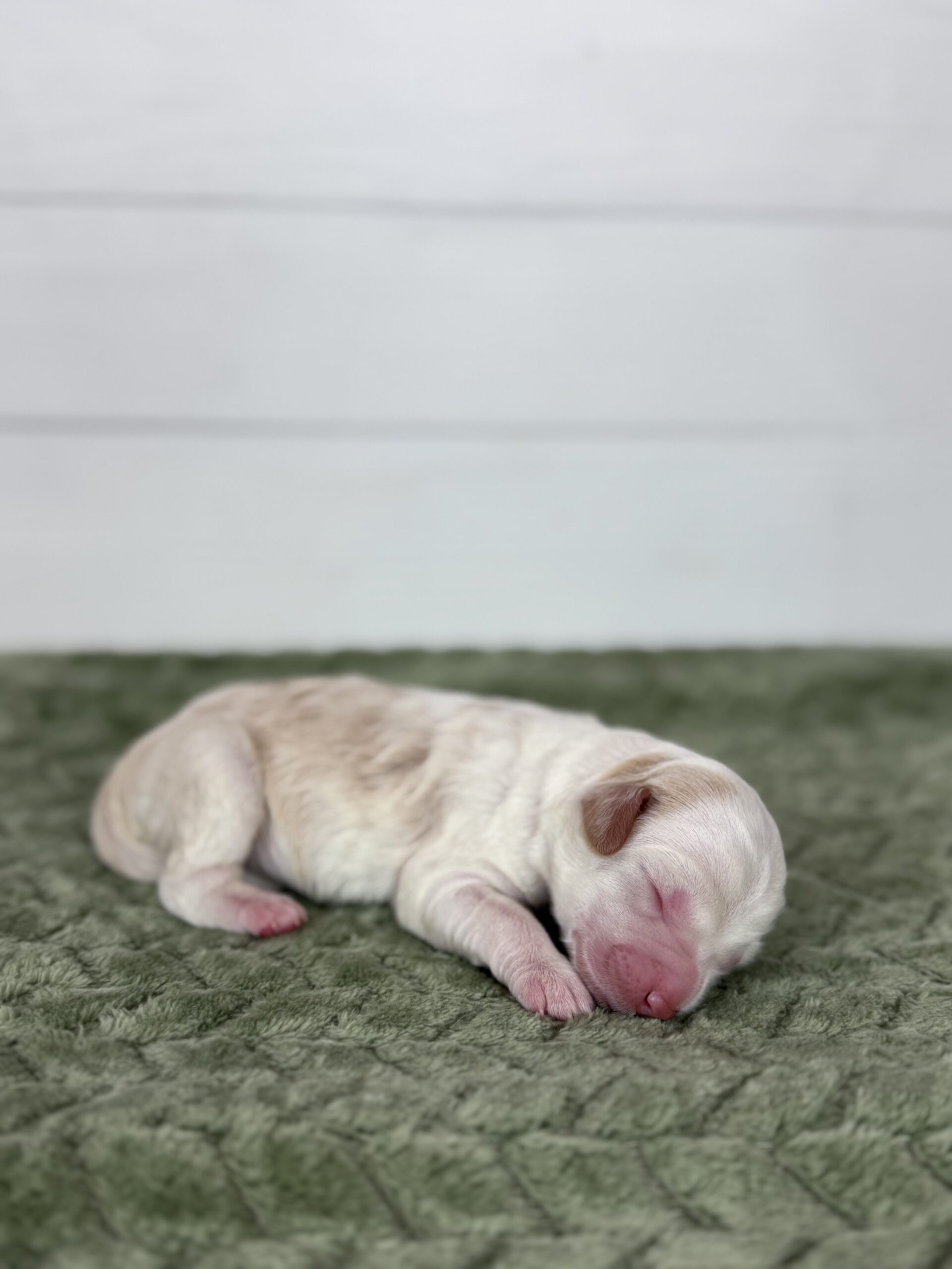 Yam-Female-$3000