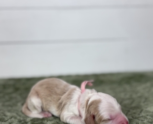 Tater Tot-Female-$3000