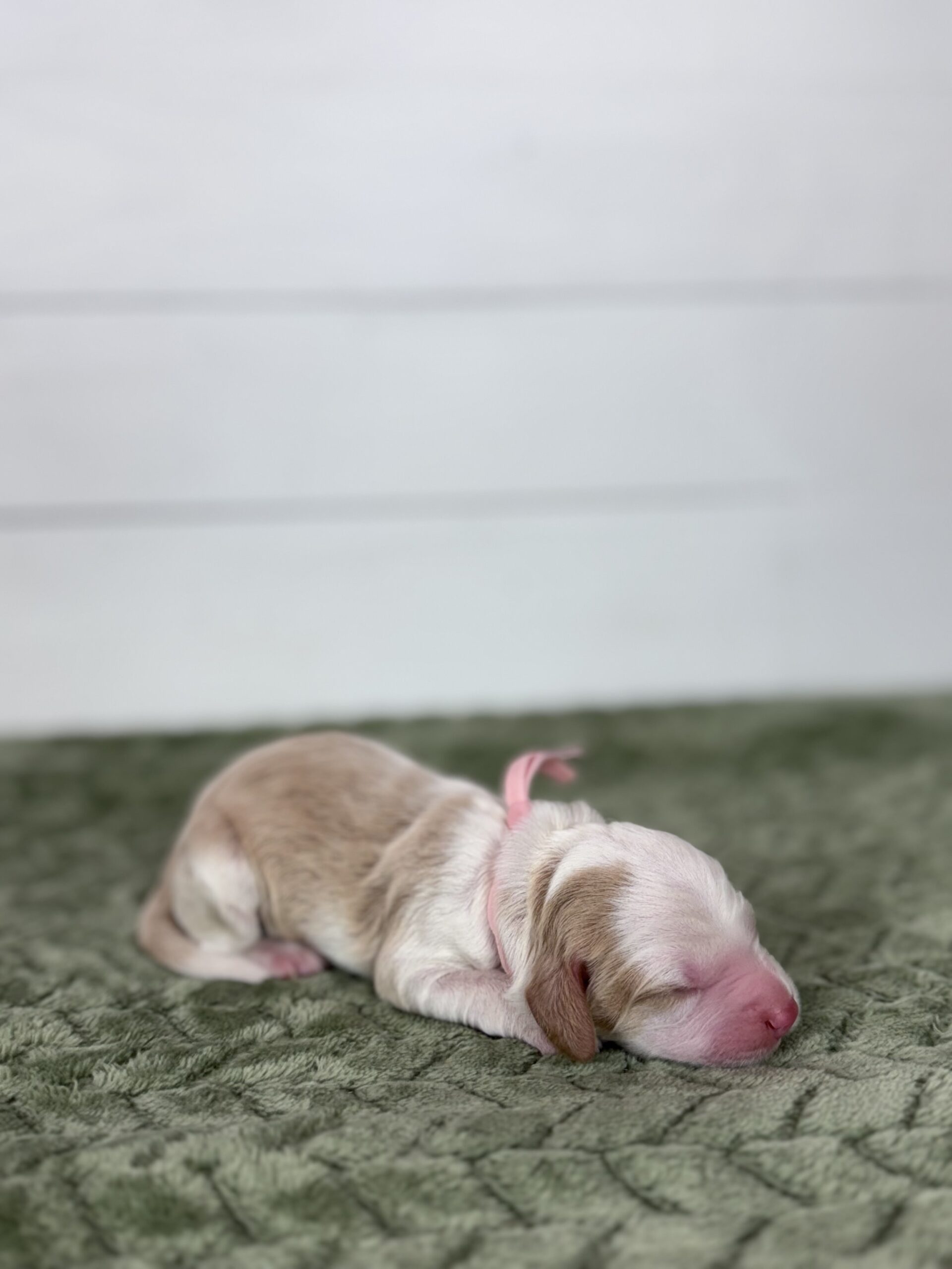 Tater Tot-Female-$3000
