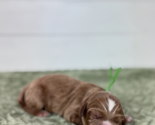 Spud-Male-$3000