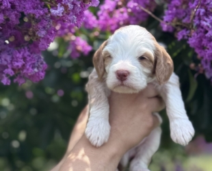 French Fry-Male-$3000