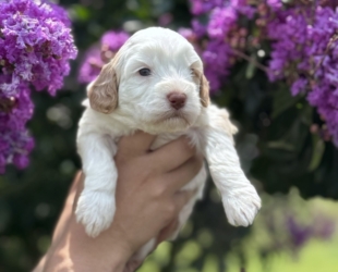 Yam-Female-$3000