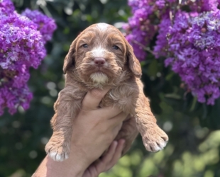 Spud-Male-$3000