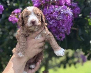 Chip-Male-$3000