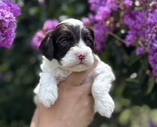 Hereford-Male-$3000
