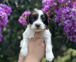 Highland-Male-$3000