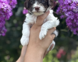Jersey-Female-$3000