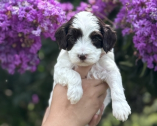 Galloway-Female-$3000