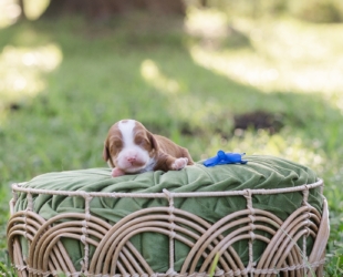 Superman-Male-$3000