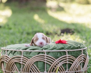 Captain America-Male-$3000