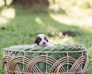 Electra-Female-$3000