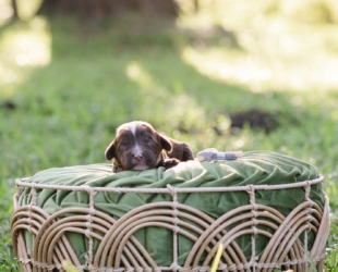 Iron Man-Male-$3000
