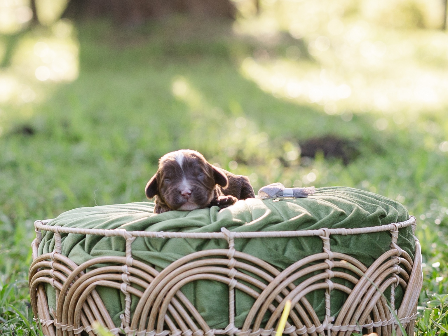 Iron Man-Male-$3000