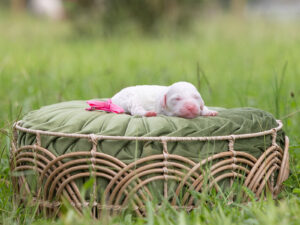 Chocolate Parti English Goldendoodle laying on a green pillow