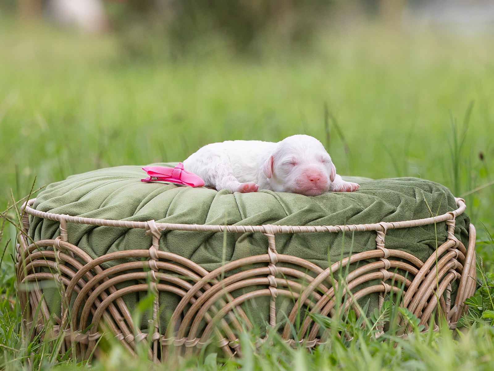 Chocolate Parti English Goldendoodle laying on a green pillow