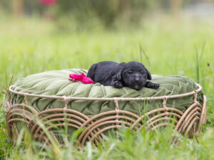 Black English Goldendoodle laying on a green pillow