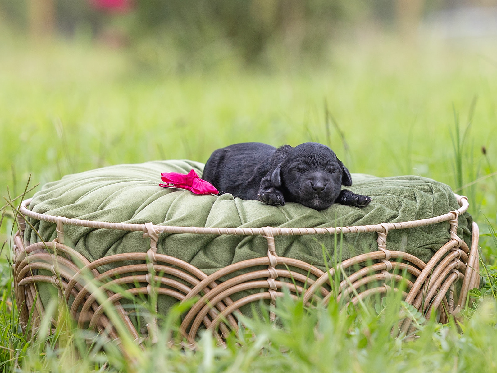 Black English Goldendoodle laying on a green pillow