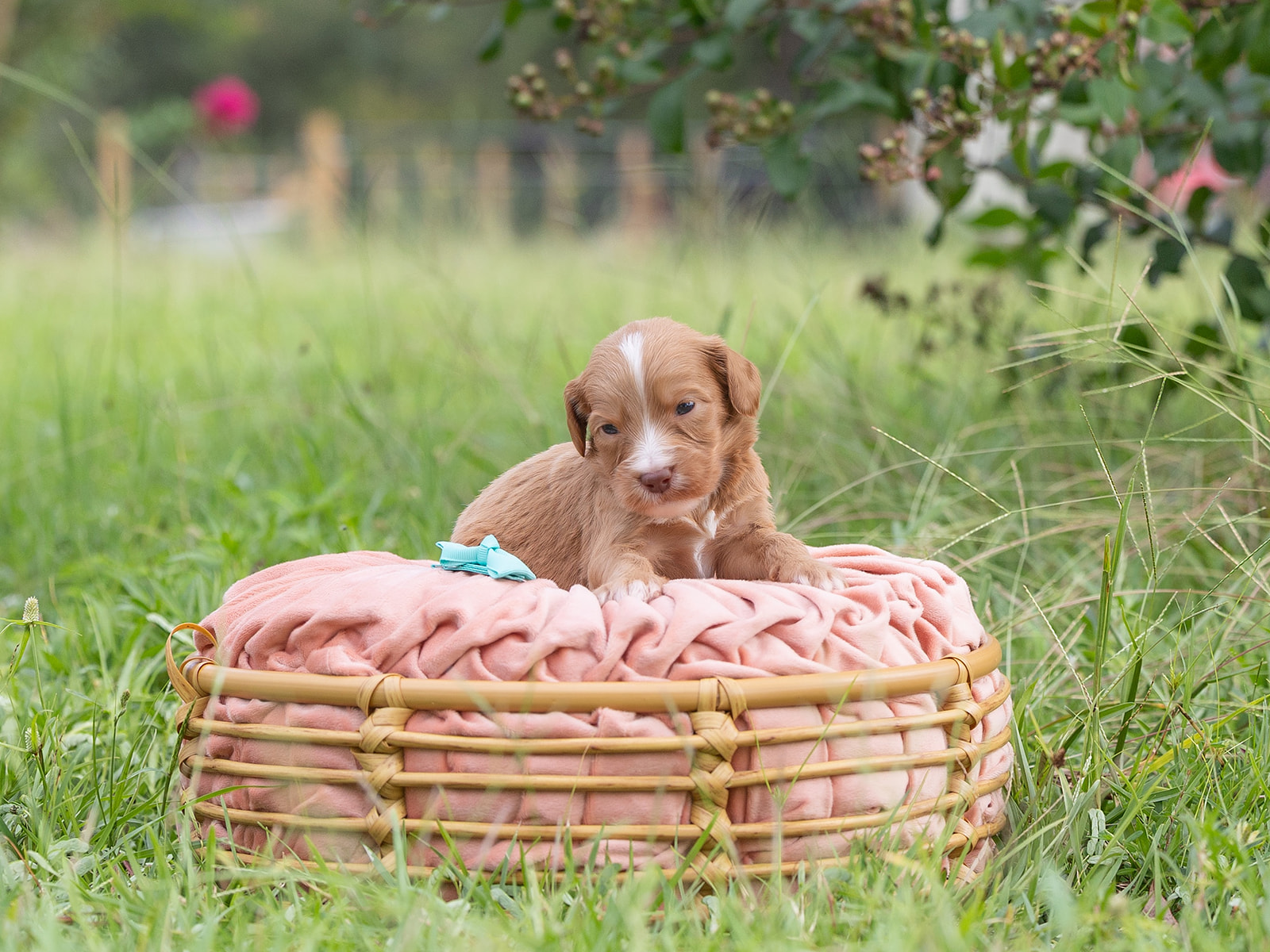 Caramel Australian Labradoodle laying on pink pillow