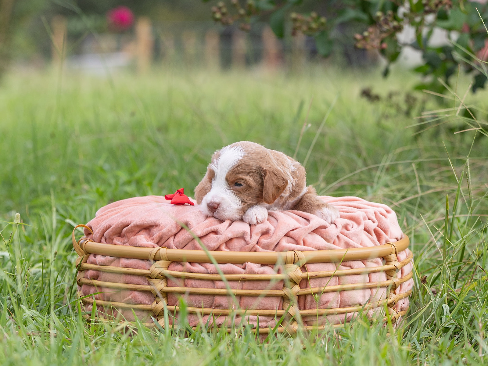 Caramel Australian Labradoodle laying on a pink pillow