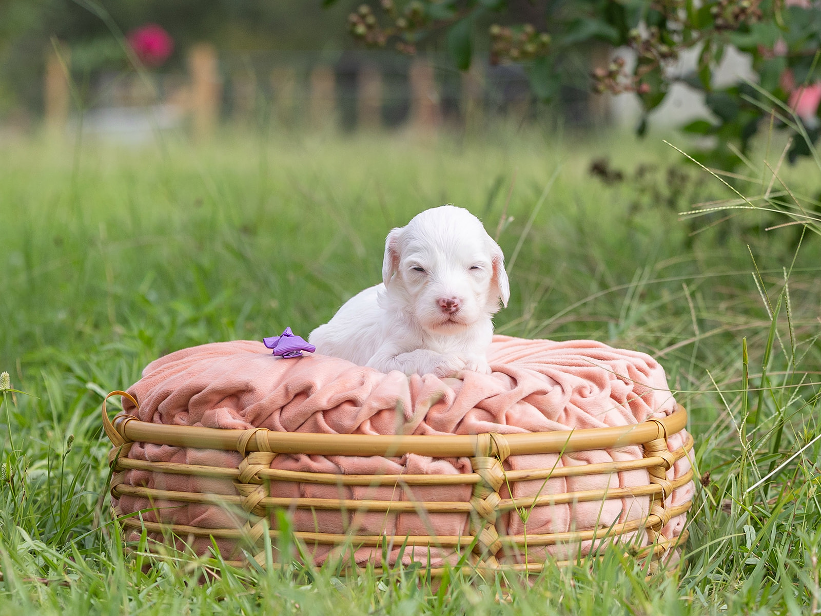 Chocolate Parti Australian Labradoodle laying on a pink pillow