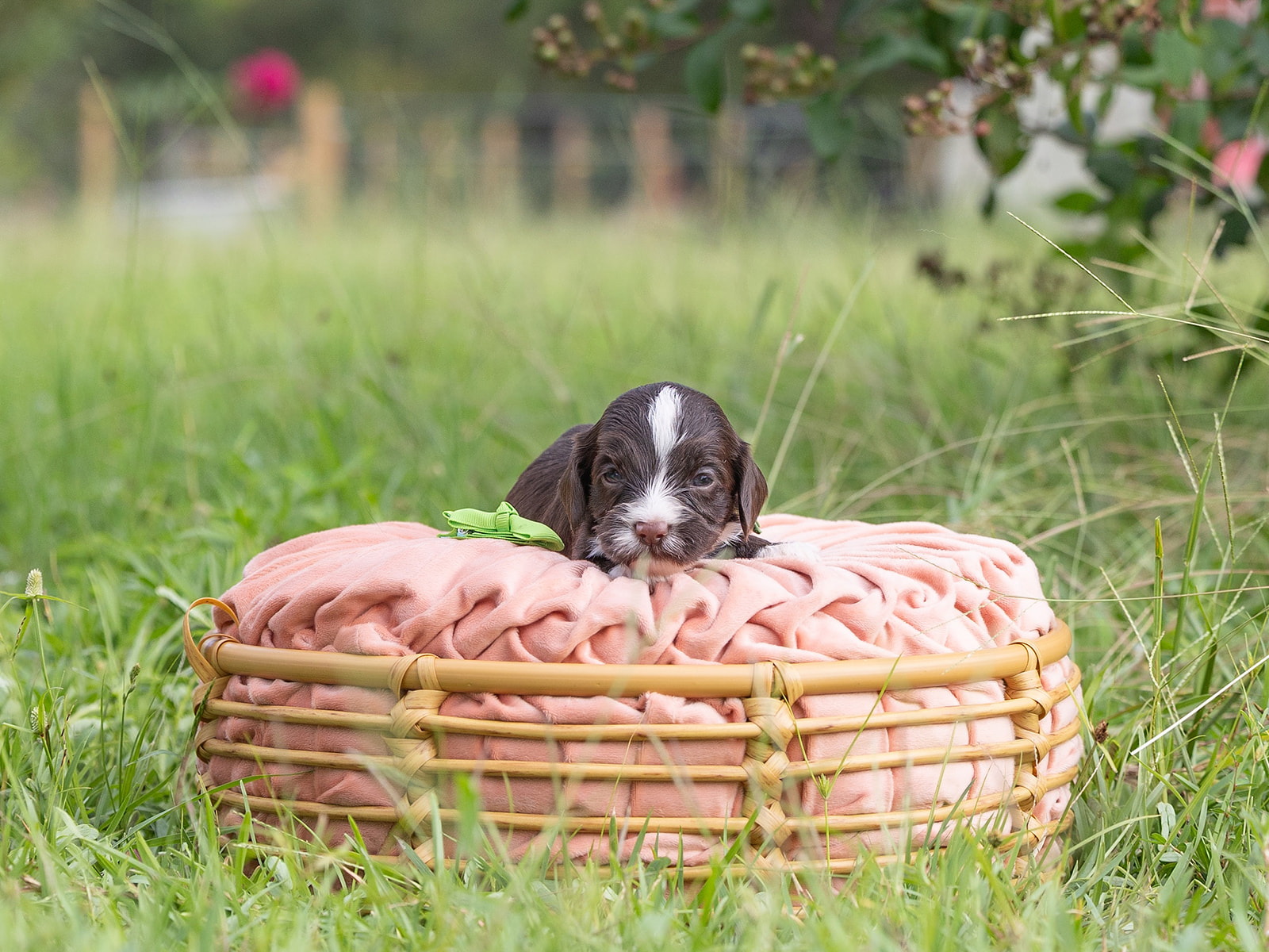 Chocolate Parti Australian Labradoodle laying on a pink pillow