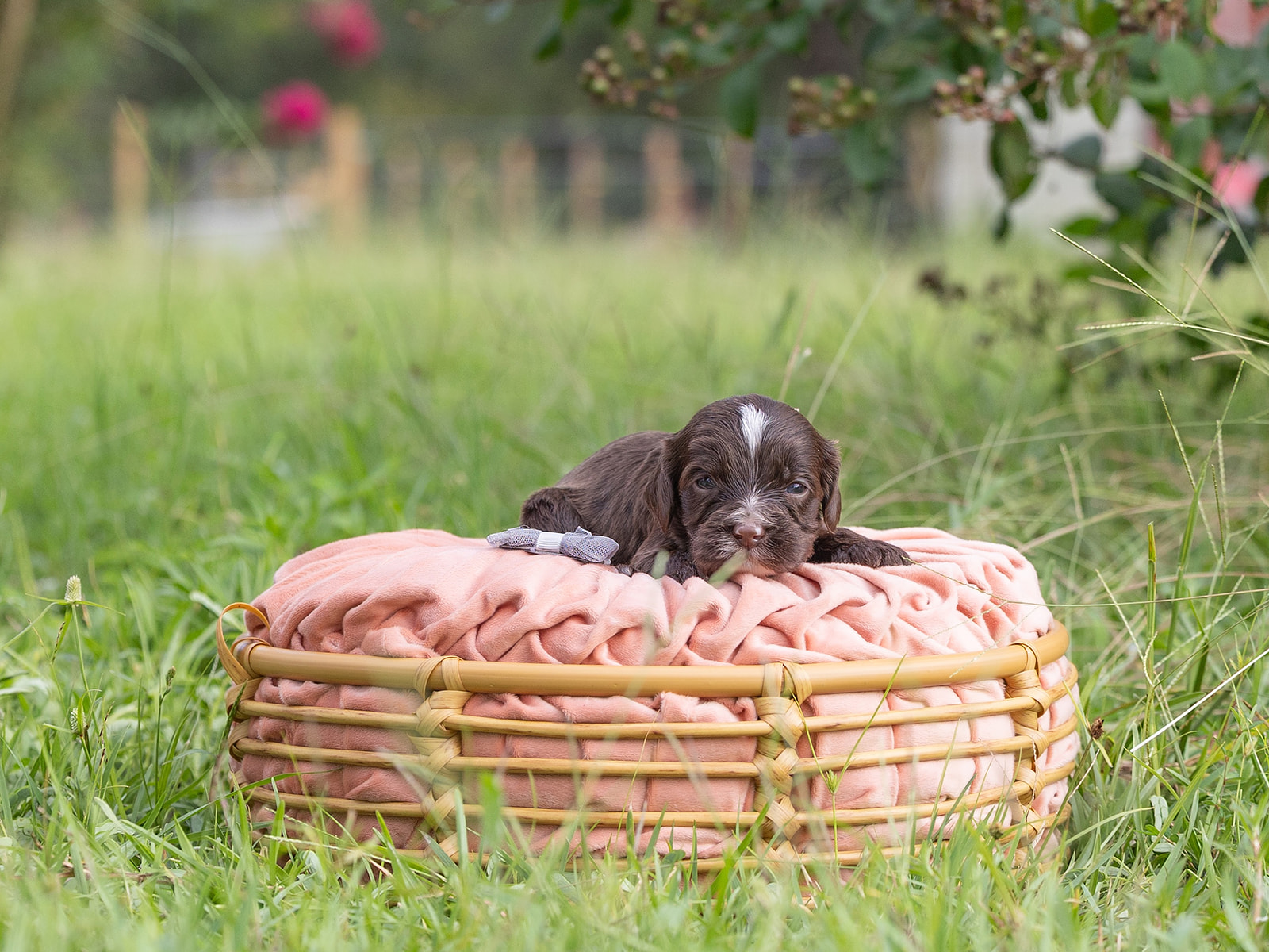 Chocolate Australian Labradoodle laying on a pink pillow