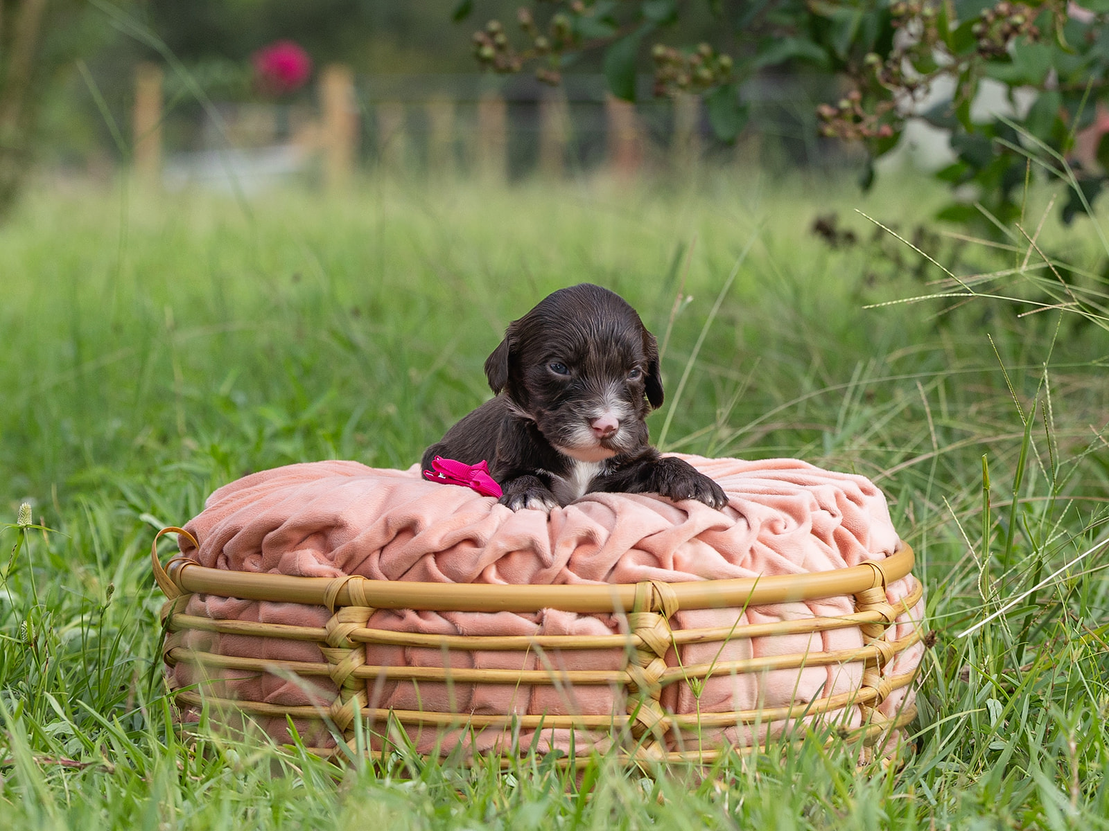 Chocolate Australian Labradoodle on pink pillow