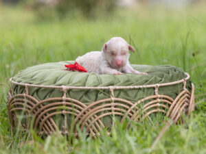 Cream English Goldendoodle laying on green pillow