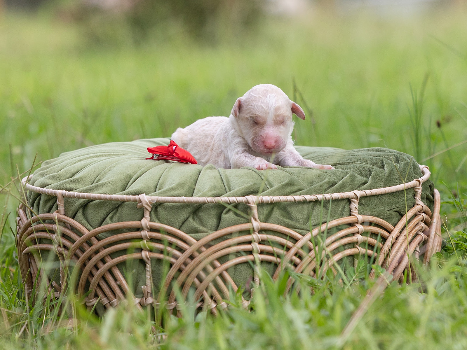 Cream English Goldendoodle laying on green pillow