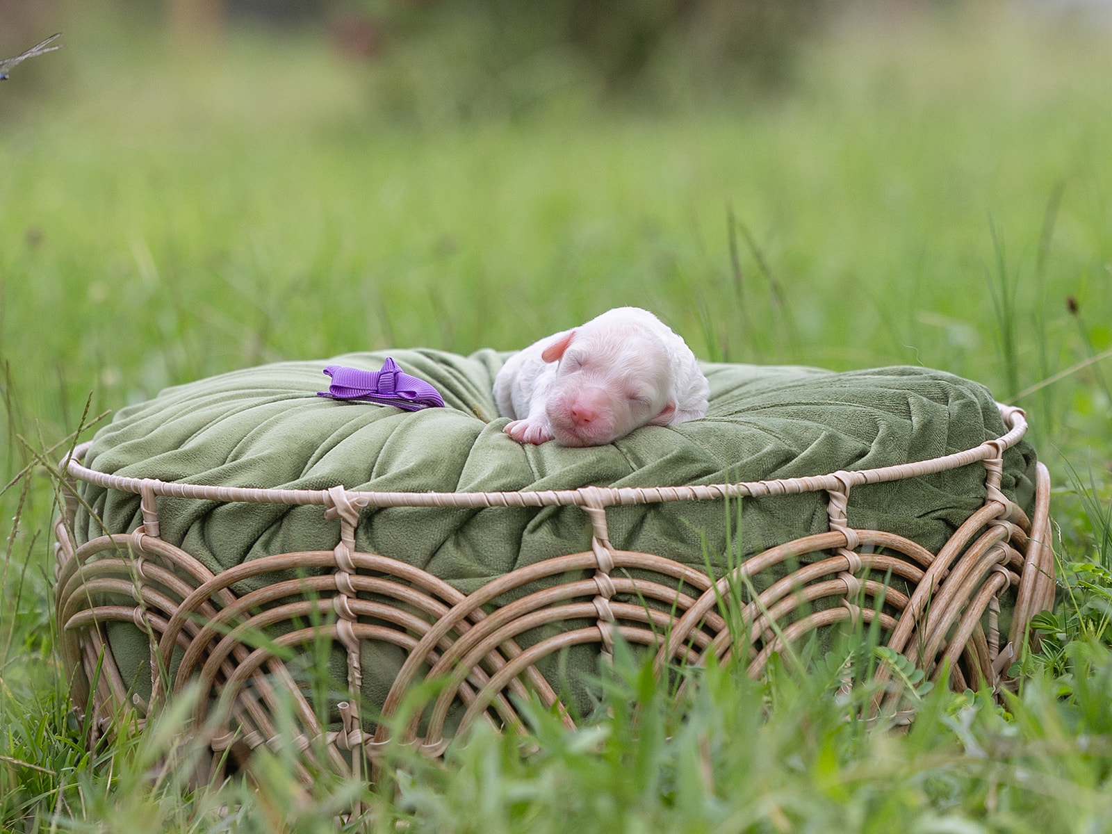 Caramel English Goldendoodle laying on a green pillow