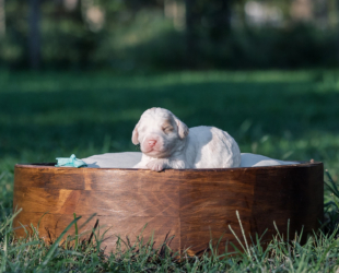 Salted Caramel-Female-$2800