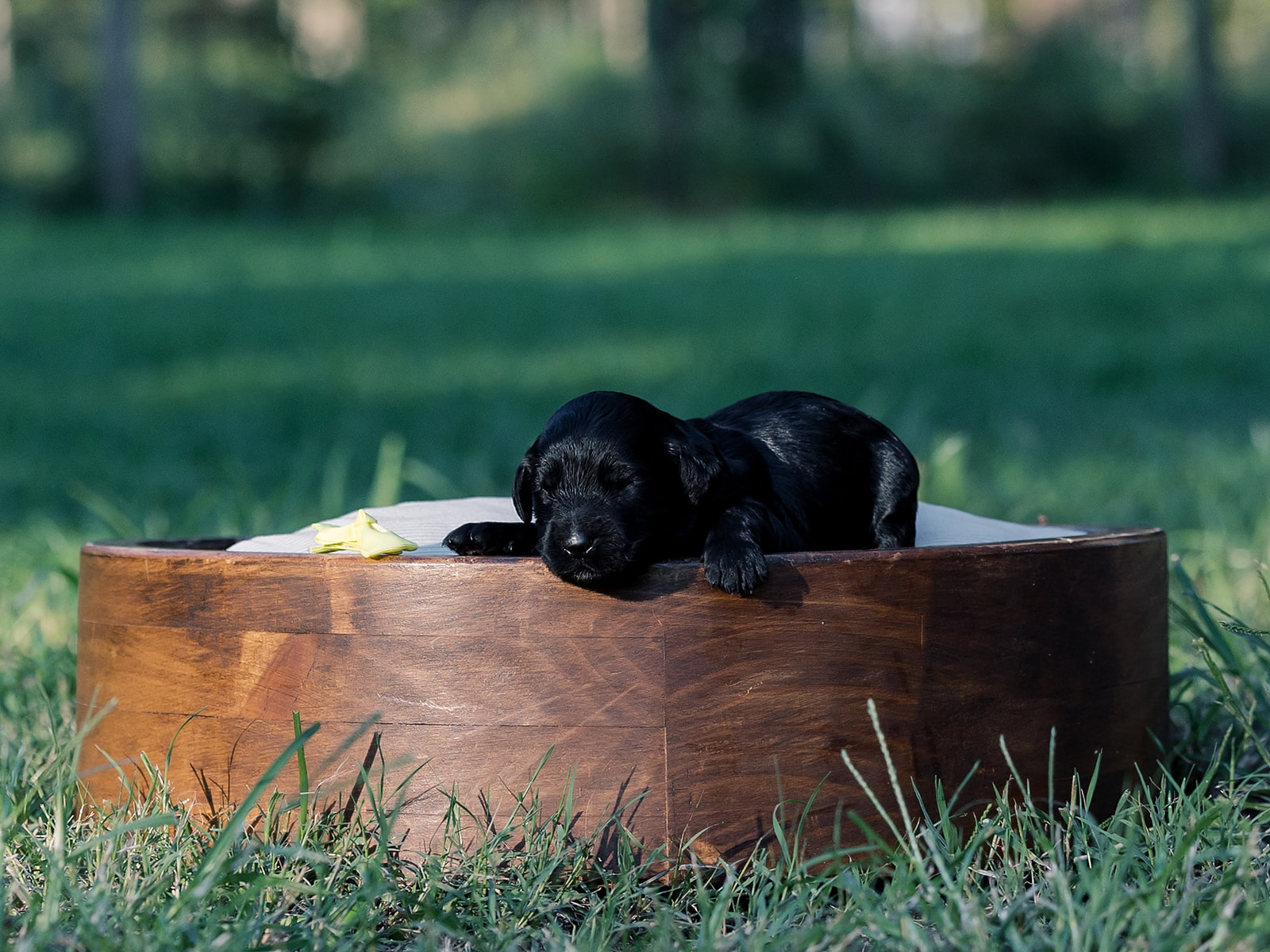 Chocolate Chunk-Female-$2800
