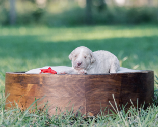 Nutter Butter-Male-$2800