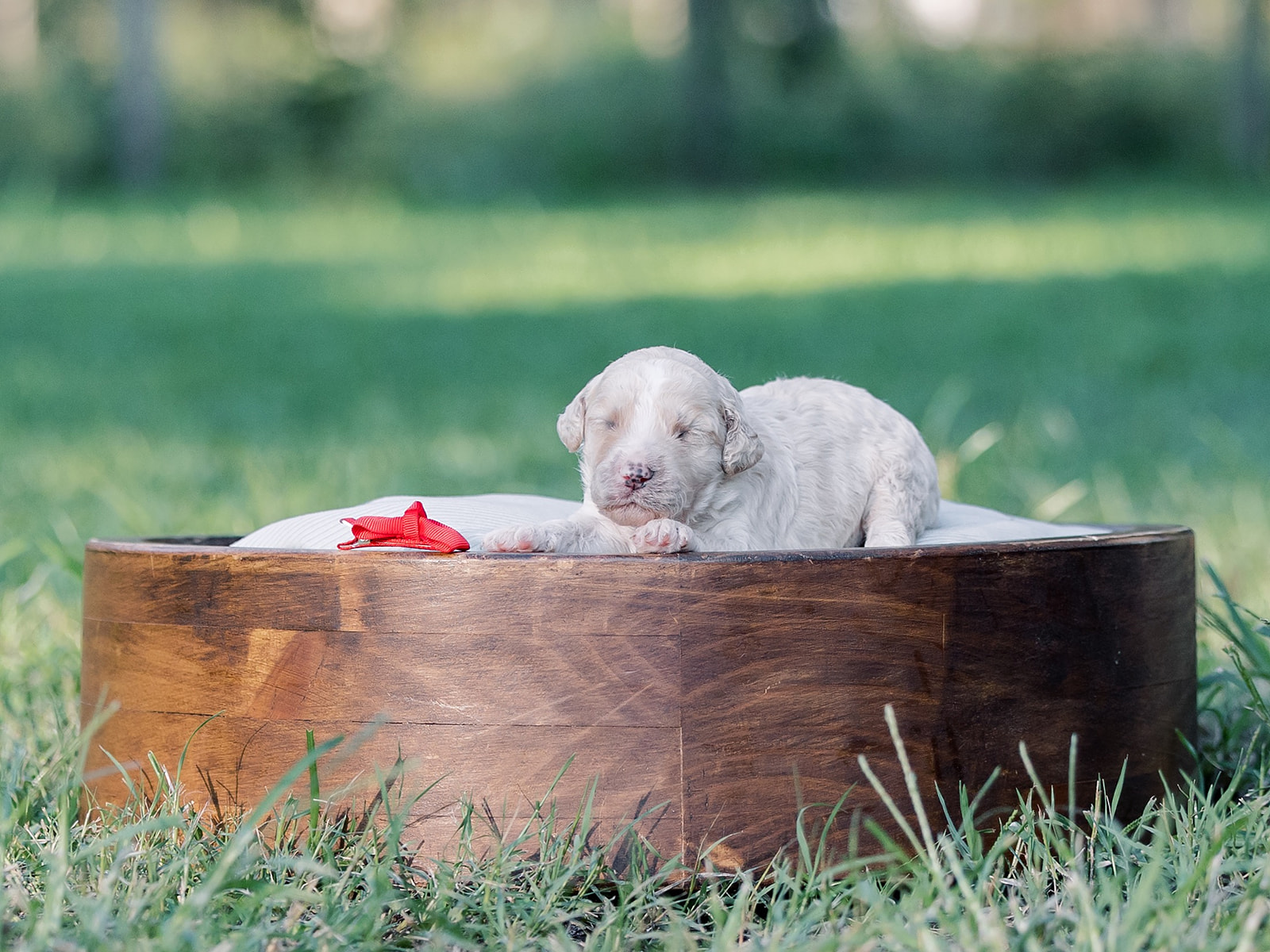 Nutter Butter-Male-$2800