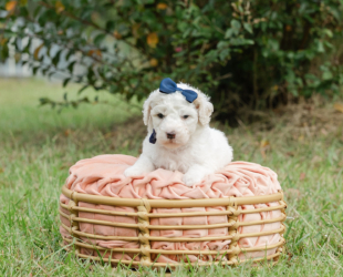 Sugar-Female-$2800