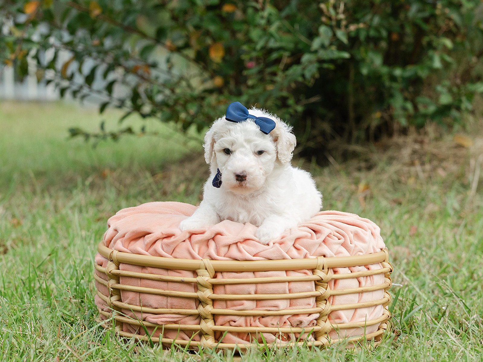 Sugar-Female-$2800