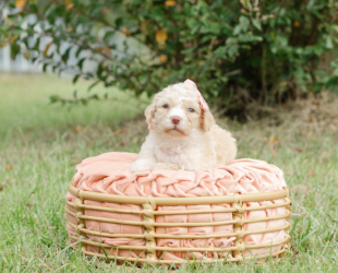 Oatmeal-Female-$2800